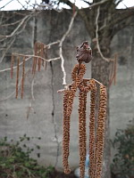 Noisetier de Byzance (photo Mrugala F.)(6)